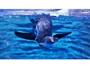 ข้อมูล Aquawalk (Thailand) Co.,Ltd (HeadOffice)