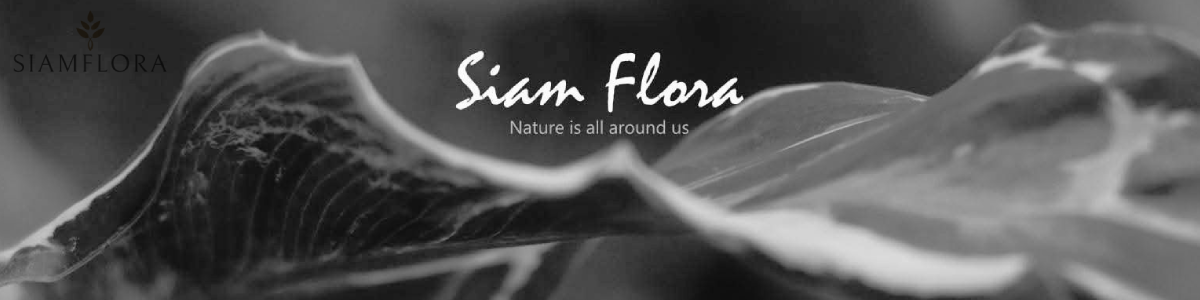 งาน ธุรการ/ประสานงานทั่วไป บริษัท สยาม ฟลอร่า จำกัด