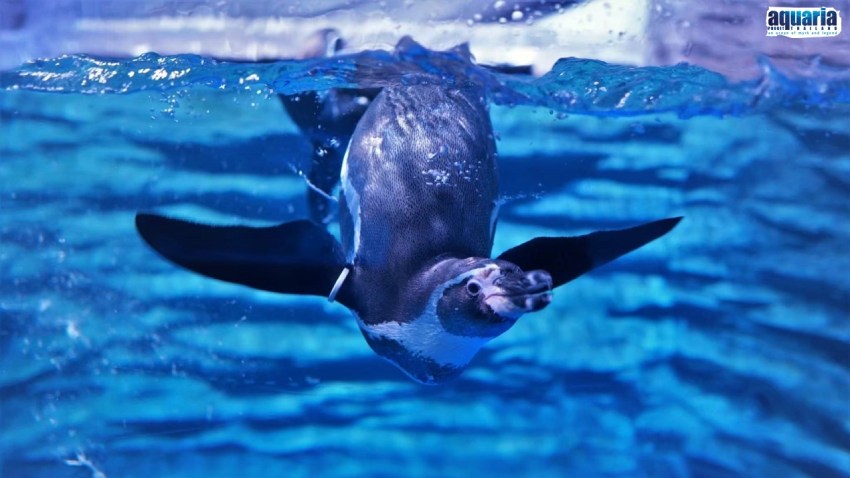 รายละเอียด Aquawalk (Thailand) Co.,Ltd (HeadOffice)